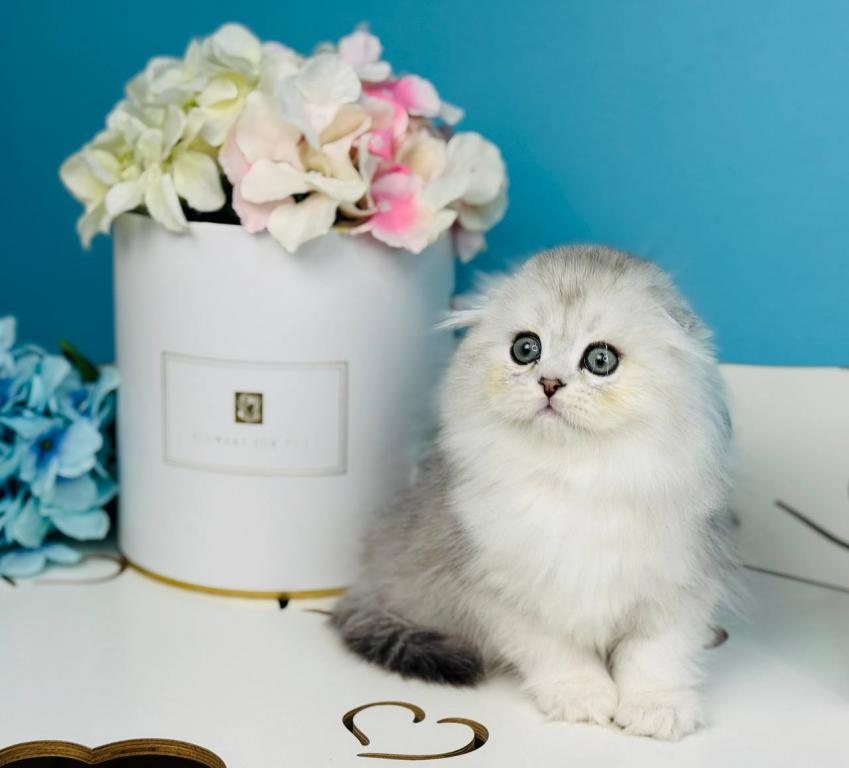 Quick Scottish Fold Male photo 2