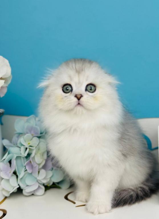 Quick Scottish Fold Male photo 3