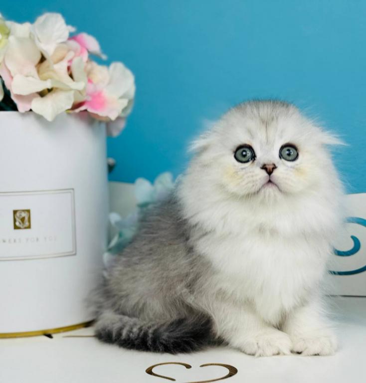 Quick Scottish Fold Male photo 1