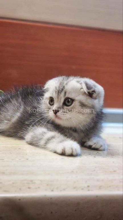 Tiger Silver Butterfly Marble Tabby Baby Boy photo 6