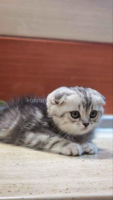 Tiger Silver Butterfly Marble Tabby Baby Boy photo 5