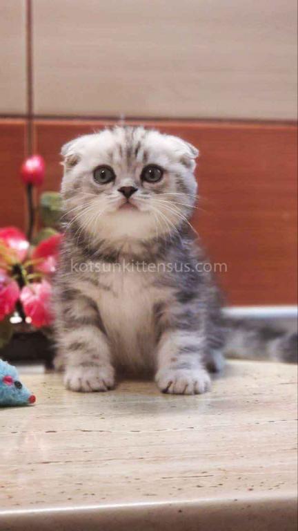 Tiger Silver Butterfly Marble Tabby Baby Boy photo 3