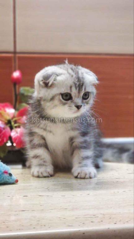 Tiger Silver Butterfly Marble Tabby Baby Boy photo 1
