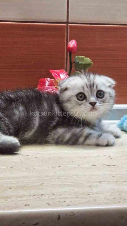 Tiger Silver Butterfly Marble Tabby Baby Boy photo 2