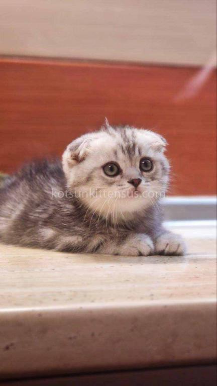 Tiger Silver Butterfly Marble Tabby Baby Boy photo 4