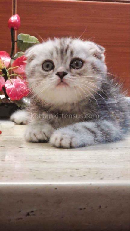 Tiger Silver Butterfly Marble Tabby Baby Boy photo 7