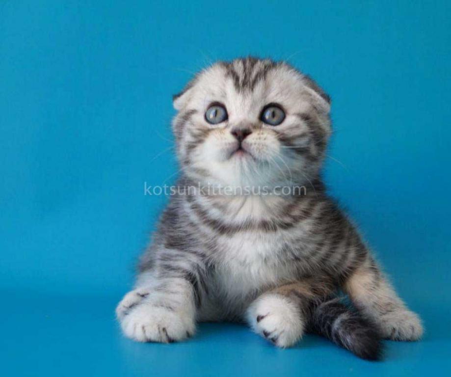 Pelageya Butterfly Tabby Marble Girl Scottish Fold photo 5