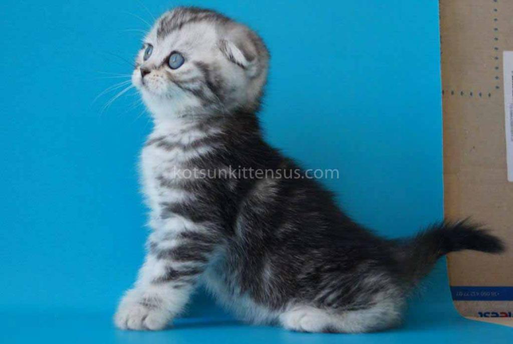 Pelageya Butterfly Tabby Marble Girl Scottish Fold photo 2