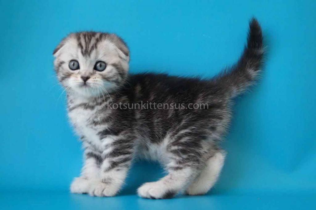 Pelageya Butterfly Tabby Marble Girl Scottish Fold photo 7