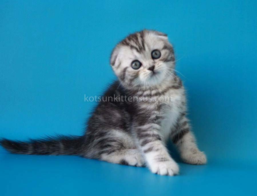 Pelageya Butterfly Tabby Marble Girl Scottish Fold photo 1