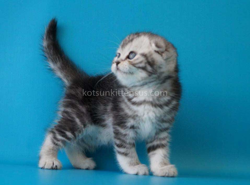 Pelageya Butterfly Tabby Marble Girl Scottish Fold photo 8