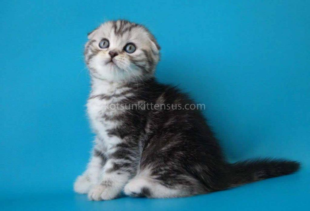 Pelageya Butterfly Tabby Marble Girl Scottish Fold photo 6