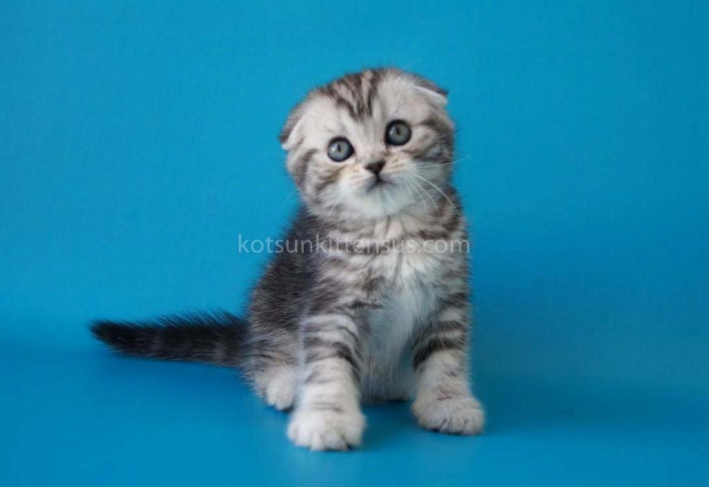 Pelageya Butterfly Tabby Marble Girl Scottish Fold photo 4