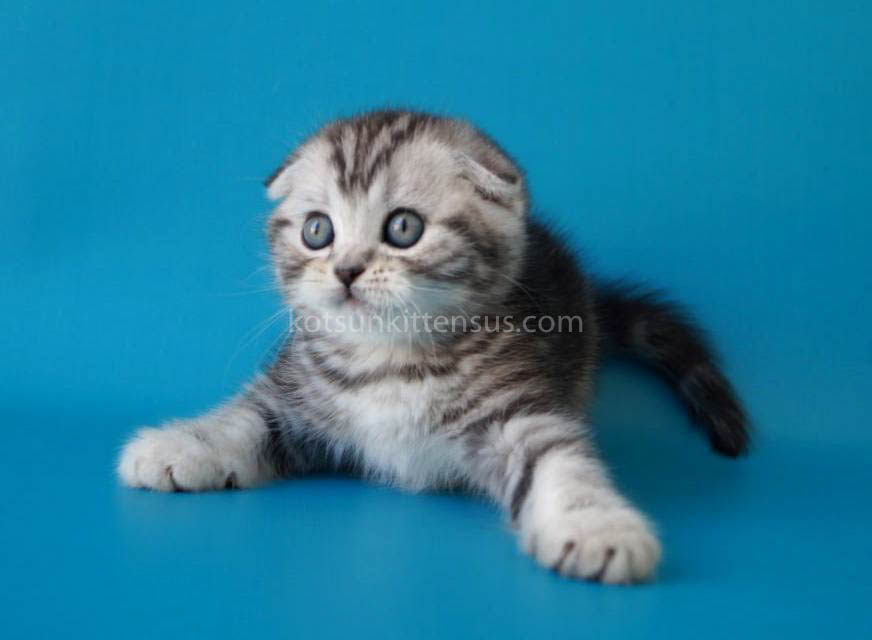 Pelageya Butterfly Tabby Marble Girl Scottish Fold photo 3