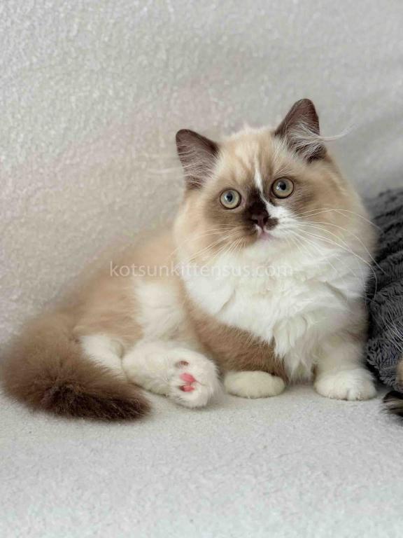 HTX Lisa Rare Chocolate Tortie Mink Bicolor Girl photo 7