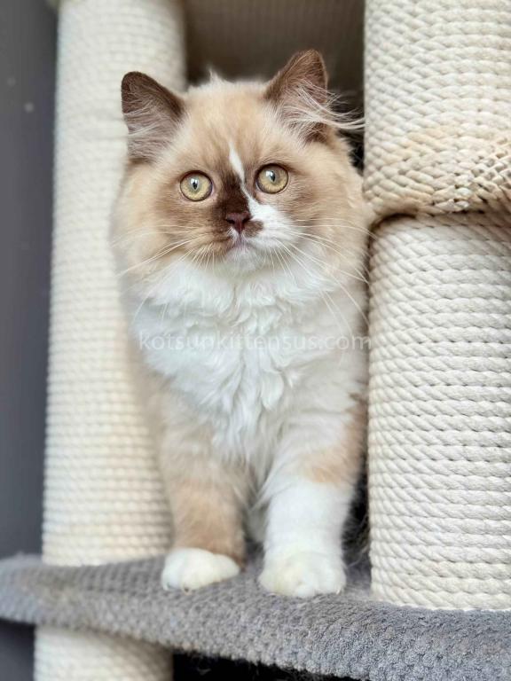 HTX Lisa Rare Chocolate Tortie Mink Bicolor Girl photo 3