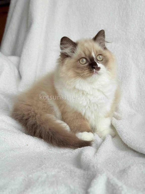 HTX Lisa Rare Chocolate Tortie Mink Bicolor Girl photo 6
