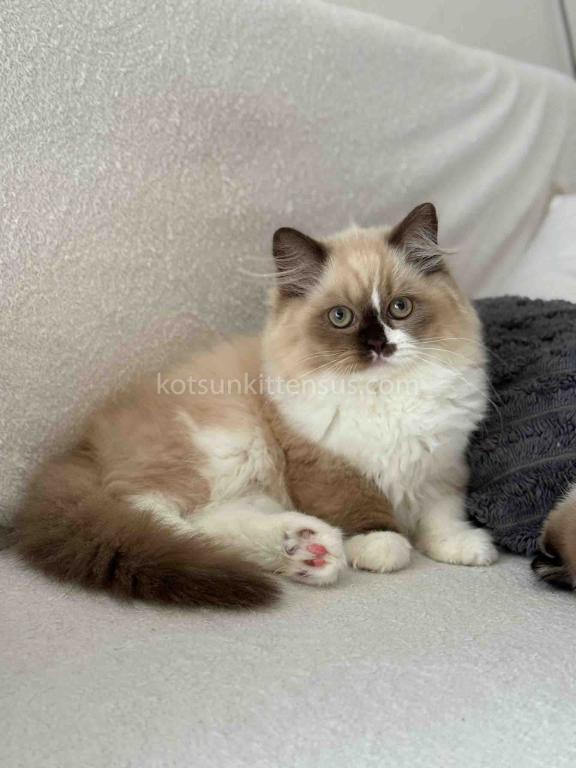 HTX Lisa Rare Chocolate Tortie Mink Bicolor Girl photo 4
