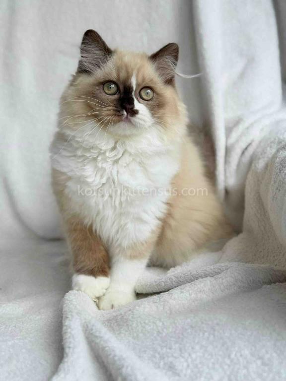 HTX Lisa Rare Chocolate Tortie Mink Bicolor Girl photo 2