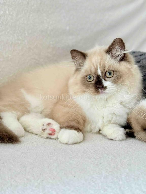 HTX Lisa Rare Chocolate Tortie Mink Bicolor Girl photo 1