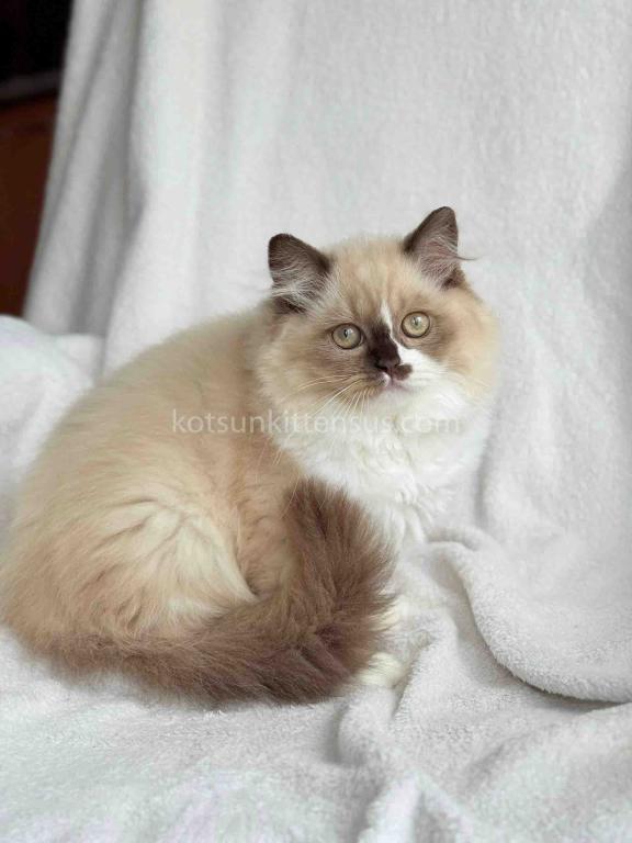 HTX Lisa Rare Chocolate Tortie Mink Bicolor Girl photo 5