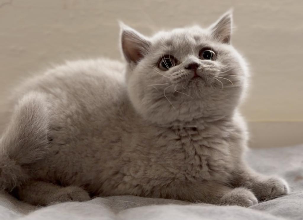 EncantoBrits Lilac Female