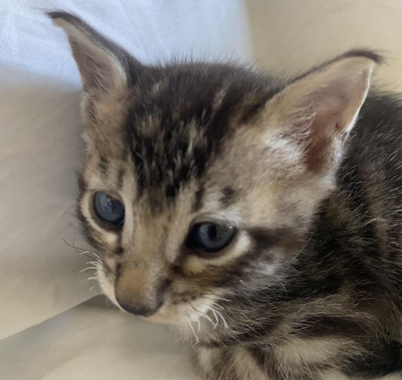 F 6 SAVANNAH Whizzle's Litter