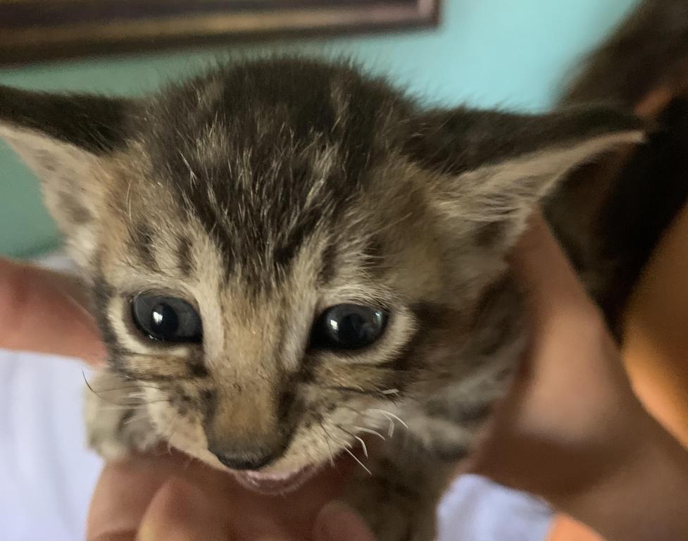 F 6 SAVANNAH Whizzle's Litter photo 2