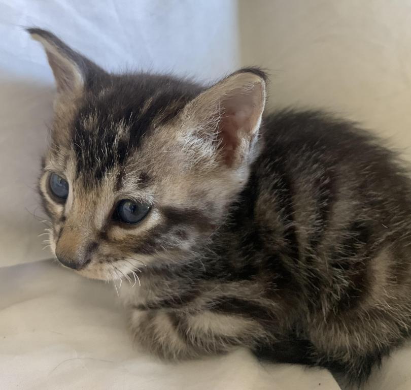 F 6 SAVANNAH Whizzle's Litter photo 15