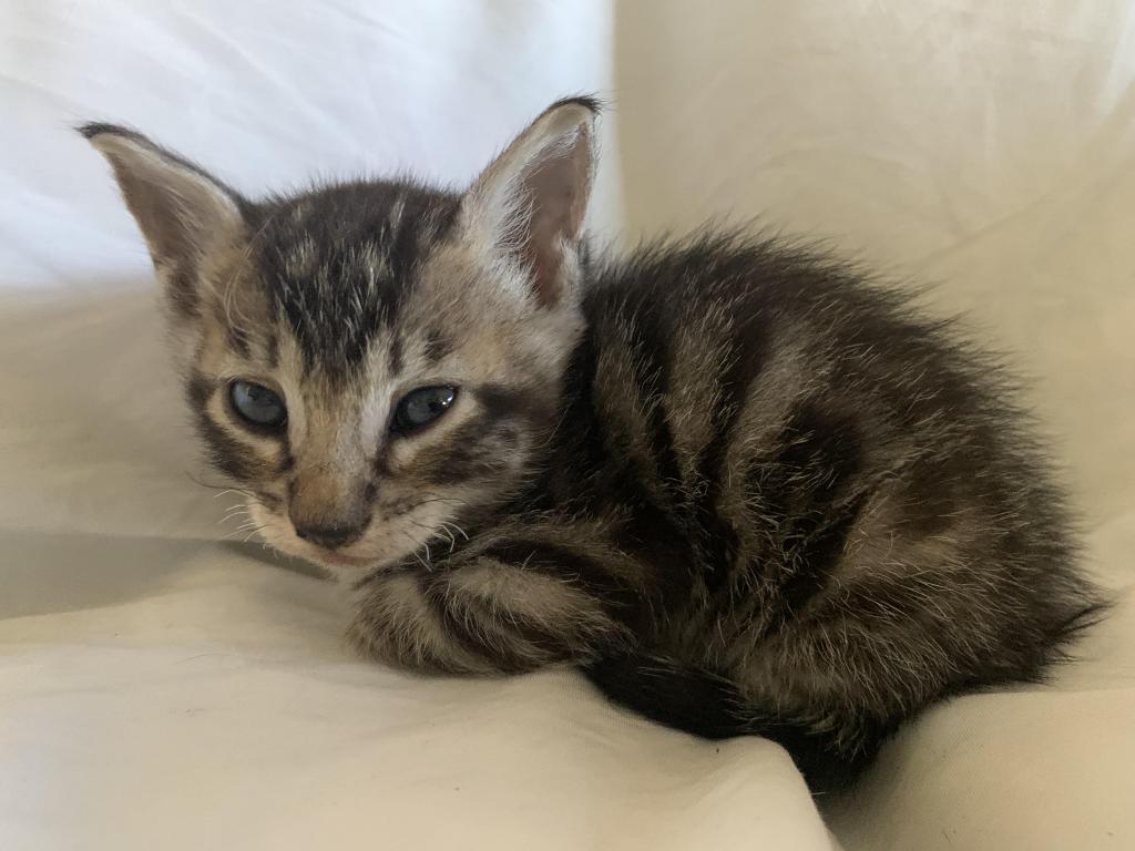 F 6 SAVANNAH Whizzle's Litter photo 16