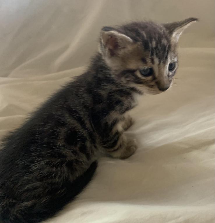 F 6 SAVANNAH Whizzle's Litter photo 13