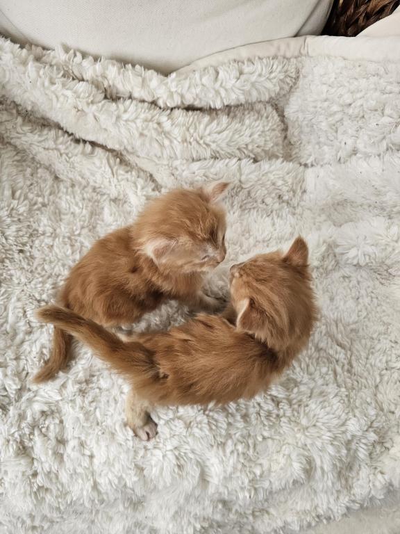 Red Maine Coon Kittens photo 3