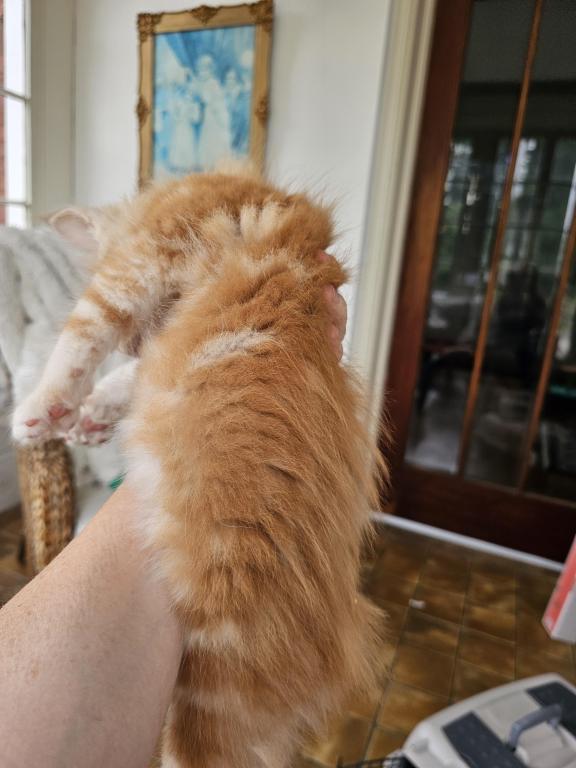 Red Maine Coon Kittens photo 4