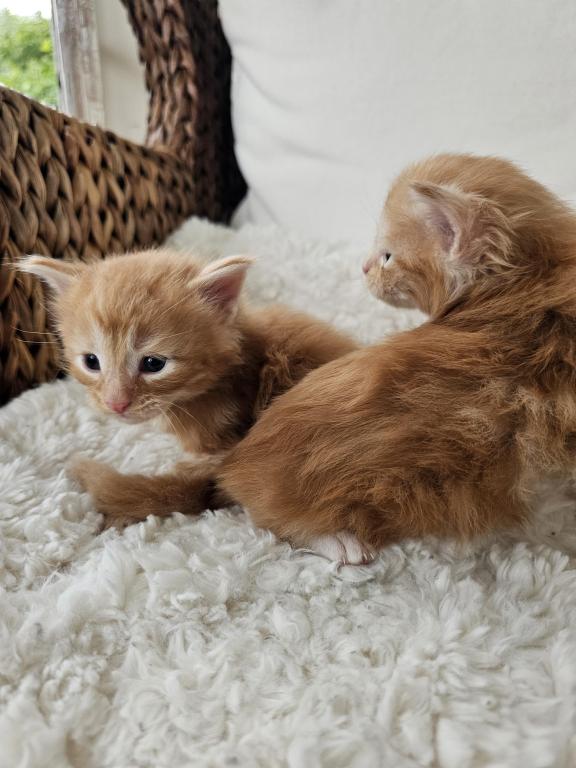 Red Maine Coon Kittens photo 2