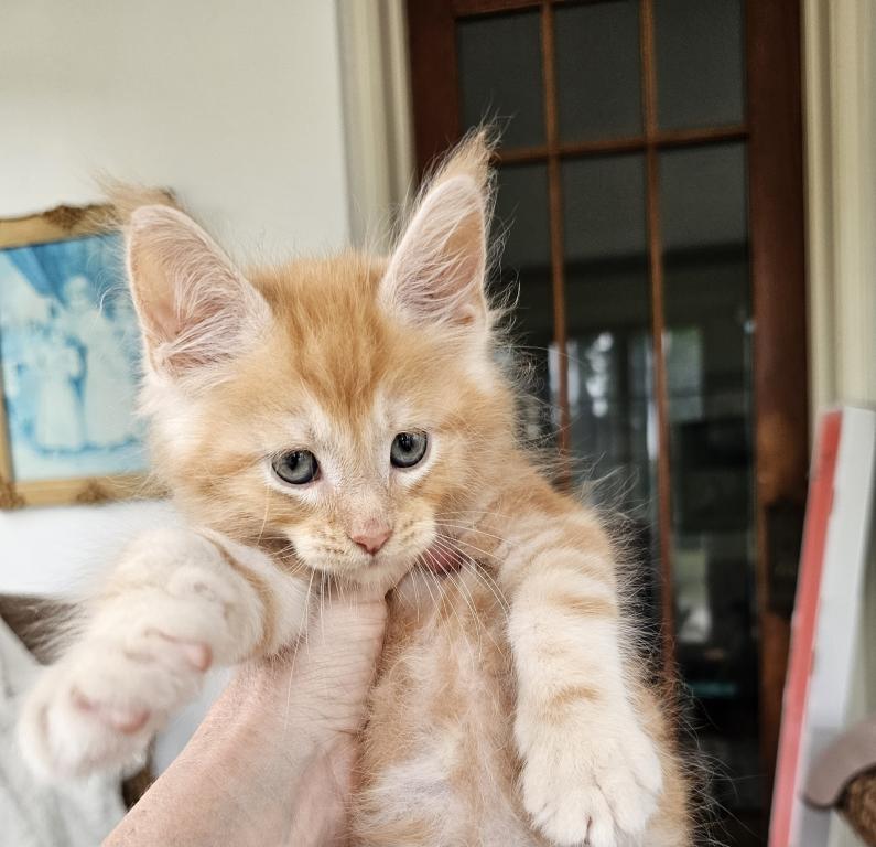 Red Maine Coon Kittens photo 1