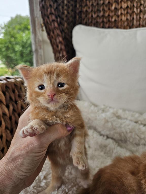 Red Maine Coon Kittens photo 1