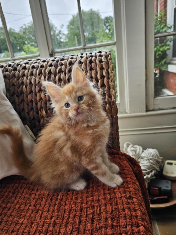 Red Maine Coon Kittens photo 3