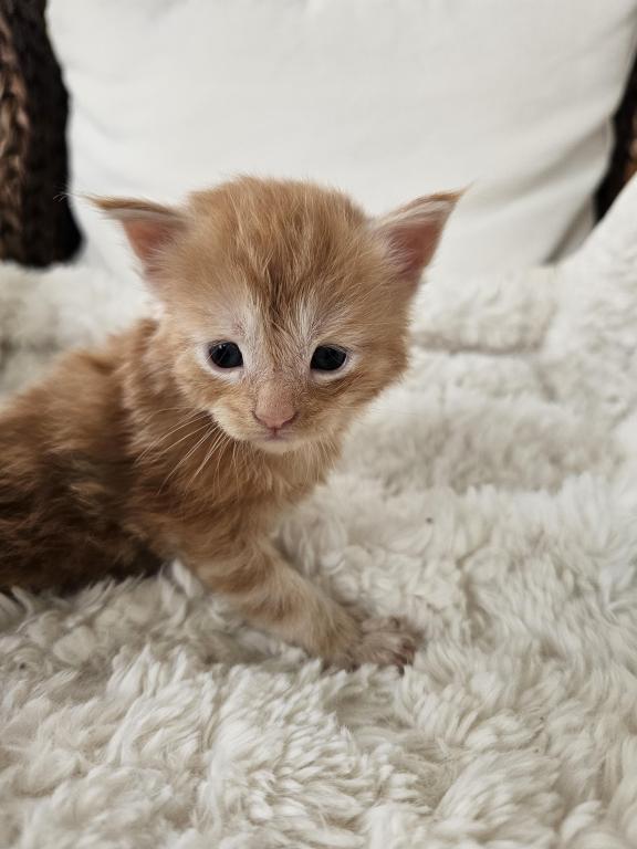 Red Maine Coon Kittens photo 5
