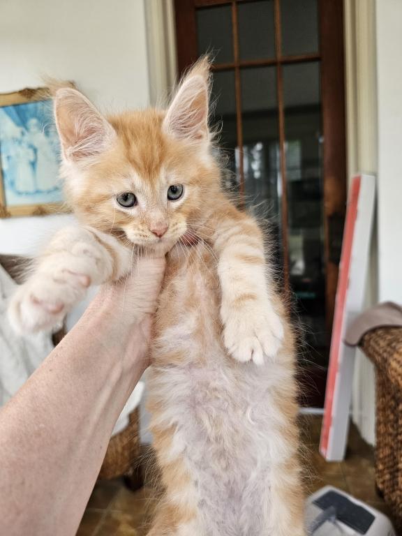 Red Maine Coon Kittens photo 2