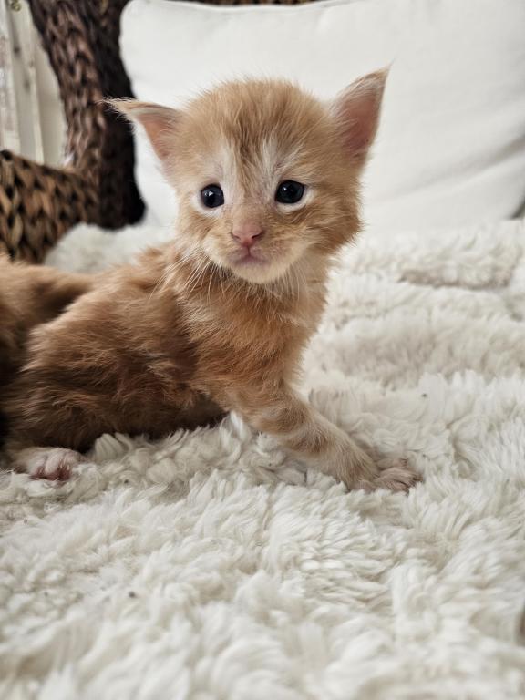 Red Maine Coon Kittens photo 4