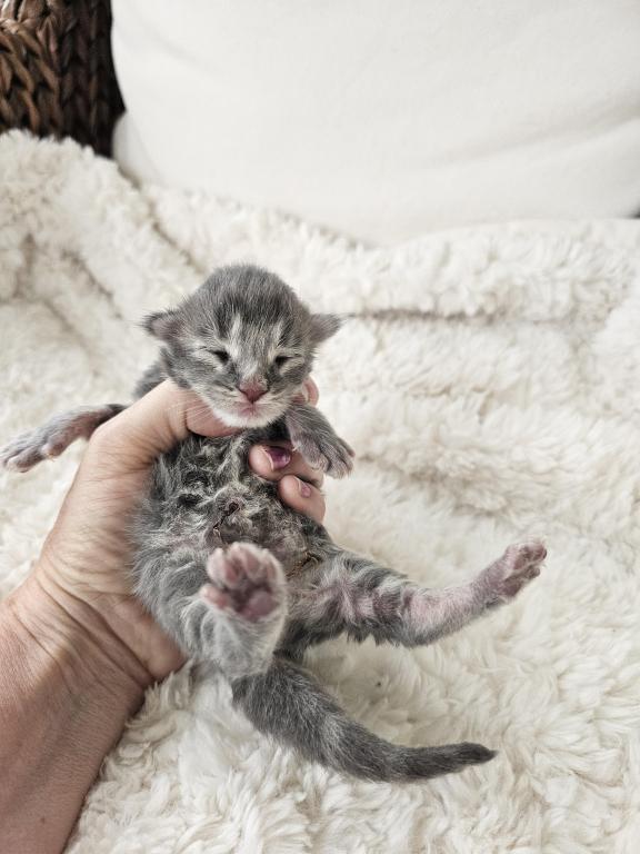 Blue Torbie Maine Coon