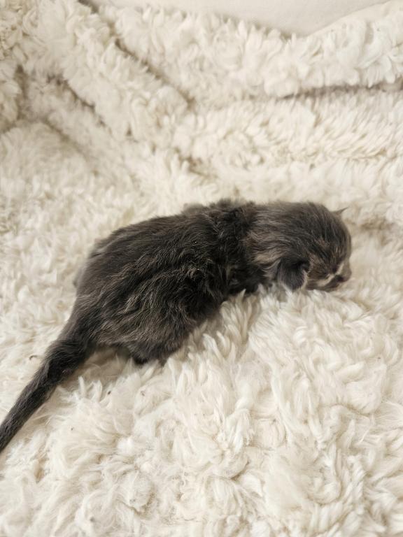 Blue Torbie Maine Coon photo 2