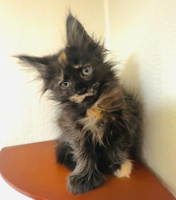 Mamba Polydactyl photo 9