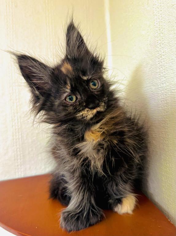 Mamba Polydactyl photo 8