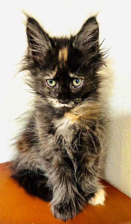 Mamba Polydactyl photo 11
