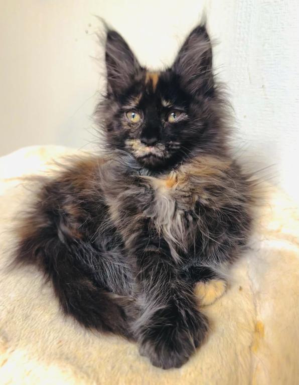 Mamba Polydactyl photo 4