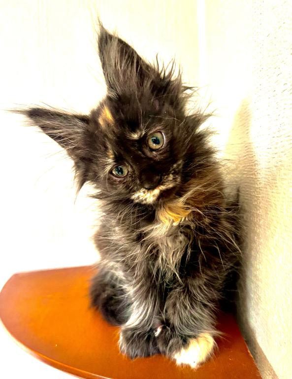 Mamba Polydactyl photo 7