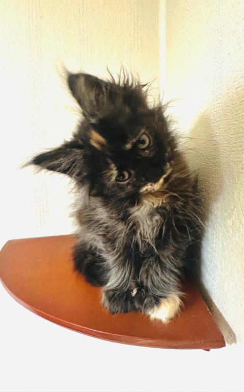 Mamba Polydactyl photo 6