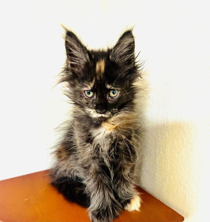 Mamba Polydactyl