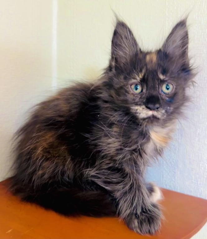 Mamba Polydactyl photo 10
